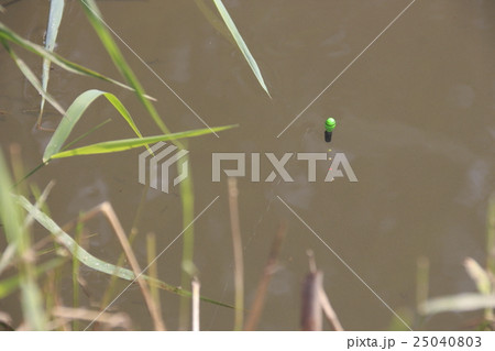 雑魚釣り風景 25040803