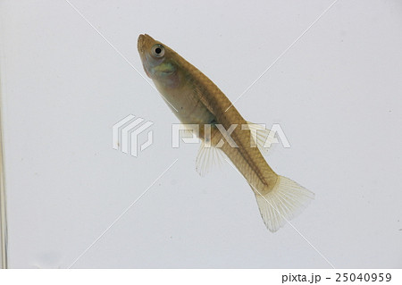 カダヤシ（メス） 25040959