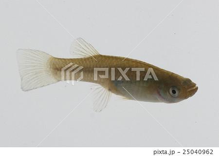 カダヤシ（メス） 25040962