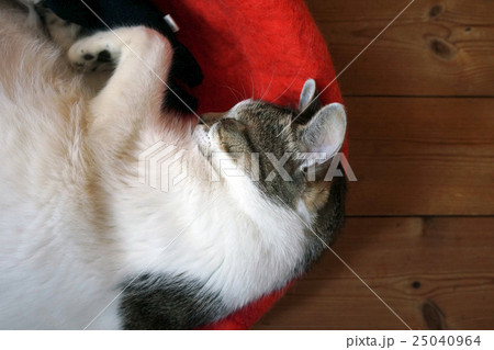 寝ている猫 寝ている猫 25040964