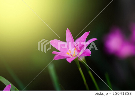Beautiful rain lily flower. Zephyranthes Lily  Beautiful rain lily flower. Zephyranthes Lily  25041858