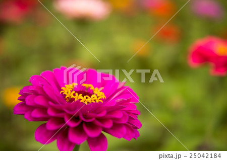百日草 百日草 25042184