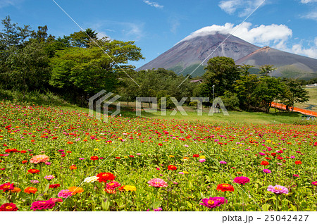 百日草と富士山 百日草と富士山 25042427