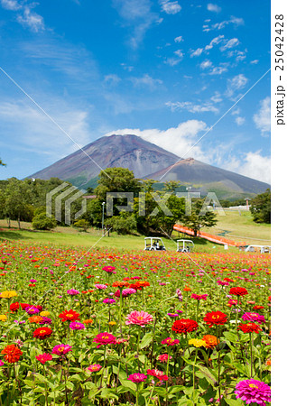 百日草と富士山 百日草と富士山 25042428