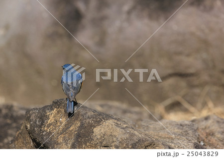 ルリビタキ 25043829