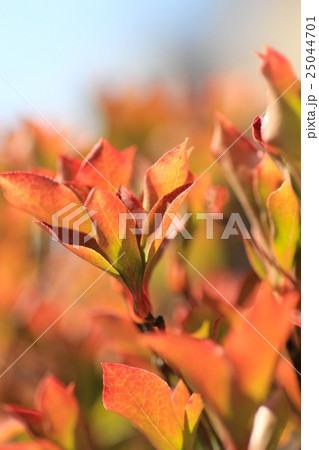 色づき始めたドウダンツツジ 紅葉シーズン 色づき始めたドウダンツツジ 紅葉シーズン 25044701