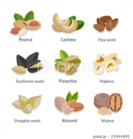 Set of seeds and nuts vector illustrations 25044995