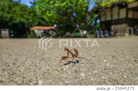 カマキリ 25045275