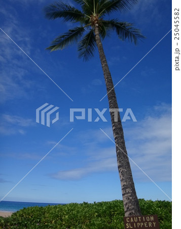 ハワイ島の椰子の木～マウナラニのビーチにて 25045582