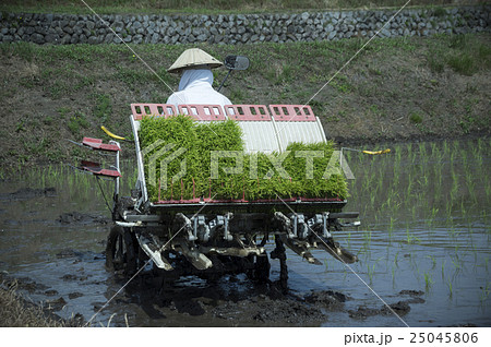 田植えシーン 田植えシーン 25045806