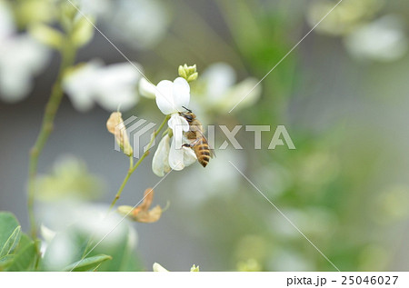 ミツバチと萩の花　高尾野町　出水市　鹿児島県 25046027