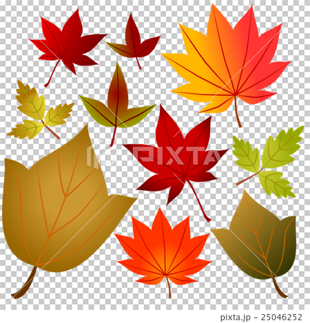 紅葉 カエデいろいろ パーツ 紅葉 カエデいろいろ パーツ 25046252