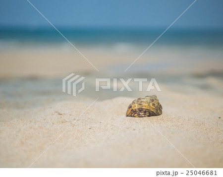Sea shell on the beach 25046681