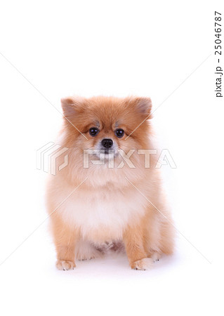 brown pomeranian dog isolated on white background brown pomeranian dog isolated on white background 25046787