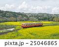 小湊鉄道と菜の花 25046865