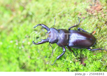 グアンクシィシカツノクワガタ 25046943