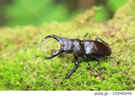 グアンクシィシカツノクワガタ 25046949