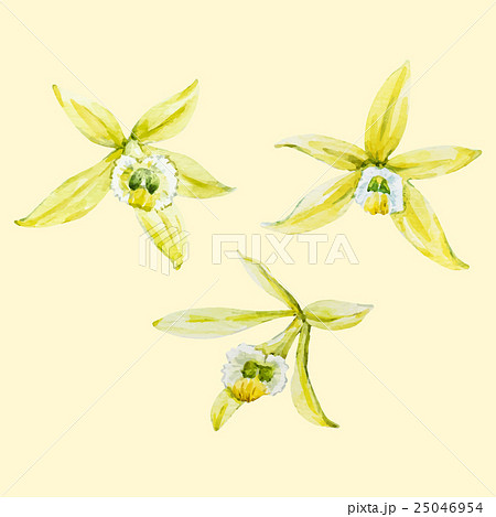 Watercolor hand drawn orchid 25046954