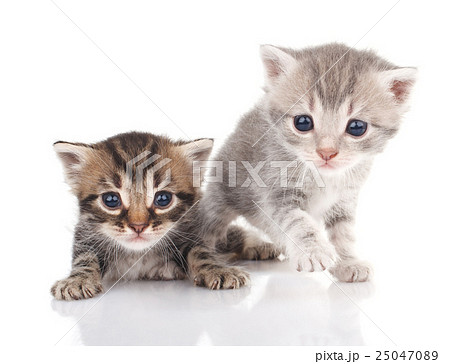 Two kittens  25047089