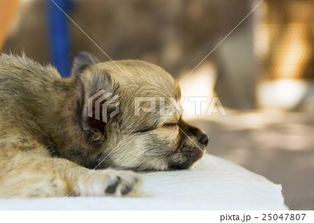 Chihuahua puppy sleeps Chihuahua puppy sleeps 25047807