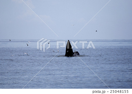 whales (Balaenoptera brydei) eating Anchovy fish 25048155