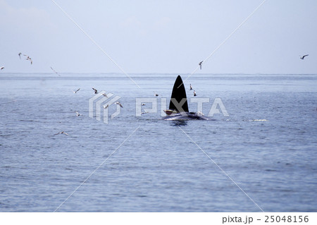 whales eating Anchovy fish whales eating Anchovy fish 25048156