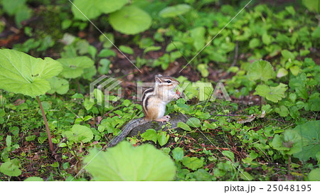 リス りす 栗鼠 25048195