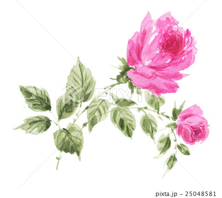 rose16924pix1 rose16924pix1 25048581