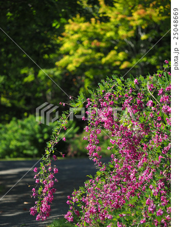 萩の花(紫) 萩の花(紫) 25048669