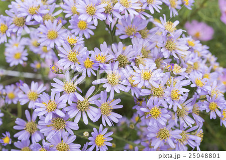 フラワーデスクトップ ブラキカム フラワーデスクトップ ブラキカム 25048801