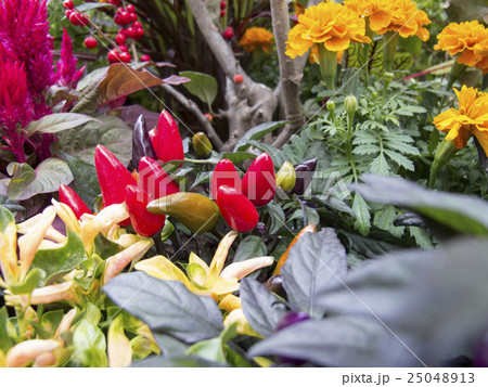 観賞用唐辛子 観賞用唐辛子 25048913