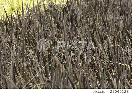 田んぼアート用の黒穂と稲穂 25049128