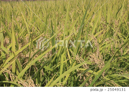 実る稲穂 実る稲穂 25049131