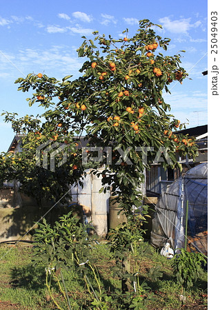 初秋のカキノキ 25049403