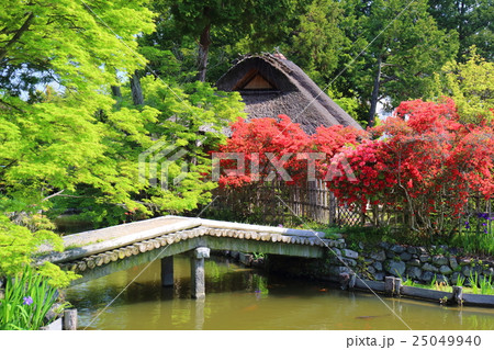 京都 初夏の梅宮大社 京都 初夏の梅宮大社 25049940