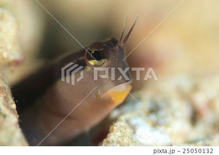 ヒトスジギンポ 25050132