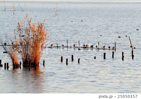沼の朝 沼の朝 25050357