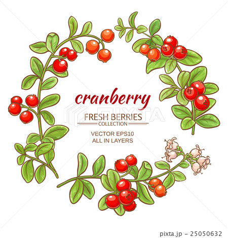 Cranberry Vector Setのイラスト素材