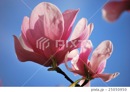 Magnolia flower 25050950