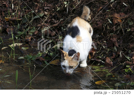 川の水を飲む野良猫の写真素材