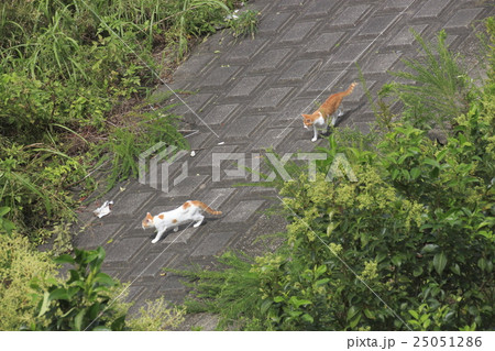 野良猫の写真 野良猫の写真 25051286