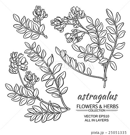 astragalus vector set 25051335