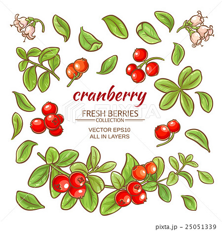 Cranberry Elements Vector Setのイラスト素材