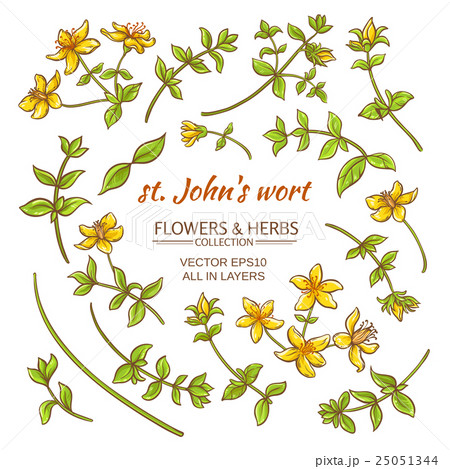 St.John's wort elements vector set 25051344
