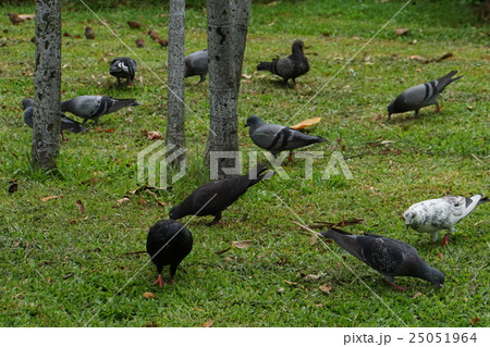 Pigeons at Lumphini Park in Bangkok, Thaland 25051964