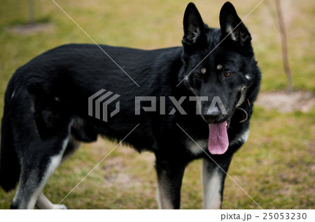 East European Shepherd on grass, outdoor 25053230