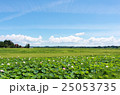 ハス　夏　草原 25053735