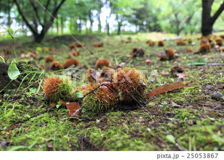 栗拾い、栗 25053867