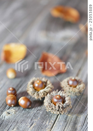 どんぐり(アベマキ) どんぐり(アベマキ) 25053889