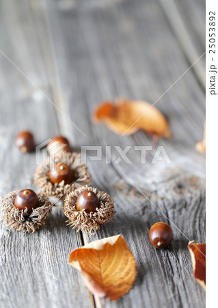 どんぐり（アベマキ） 25053892